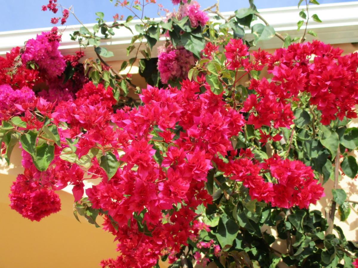 Apartamentos Monte Dos Avos, Albufeira Bagian luar foto